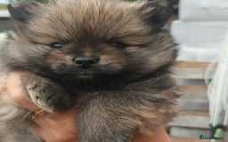 Pomeranian dogs for sale: Stunning Pomeranian Pups - Image 1