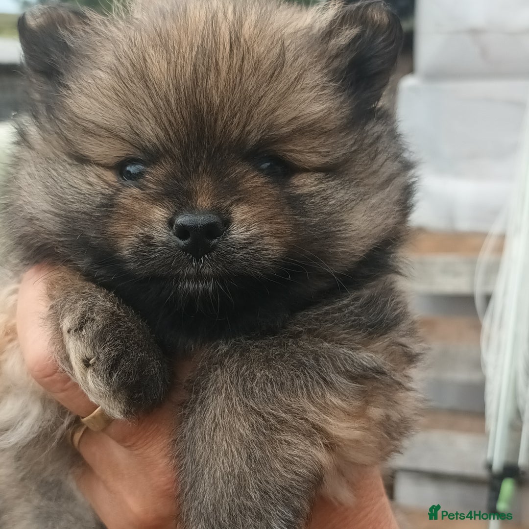 Pomeranian dogs for sale: Stunning Pomeranian Pups - Image 1
