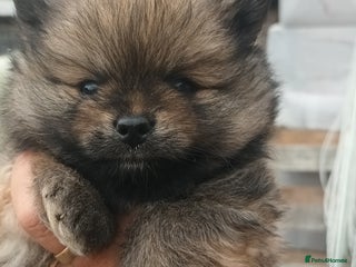 Pomeranian dogs - Advert 7