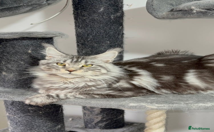 Maine Coon cats - Advert 3