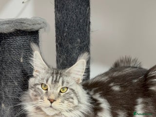 Maine Coon cats Ns22 Imported TICA registered active stud - Advert 6