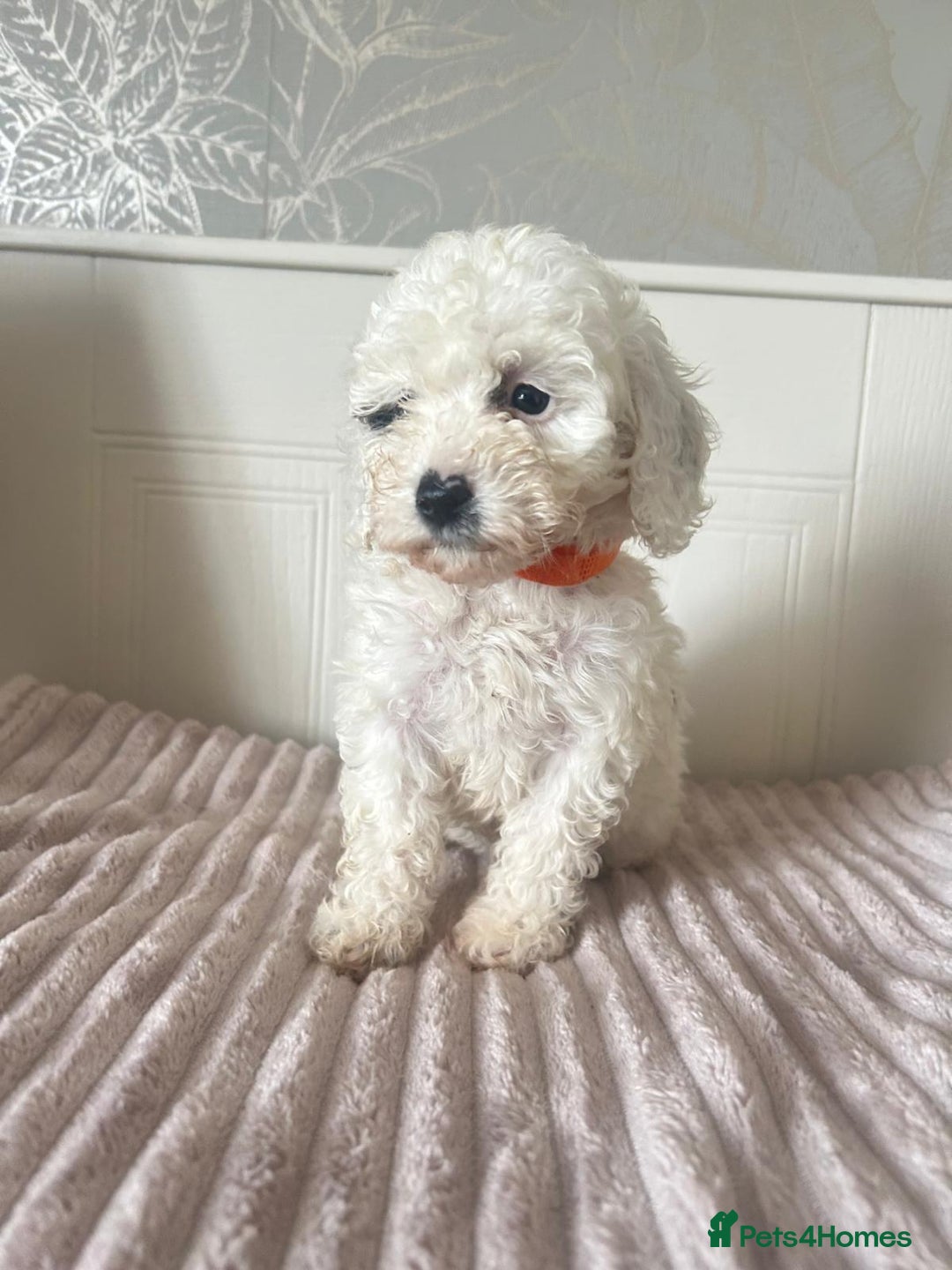 Mixed Breed dogs for sale: Adorable Toy/Miniature Poodle Puppies–Ready 27/9  - Image 8