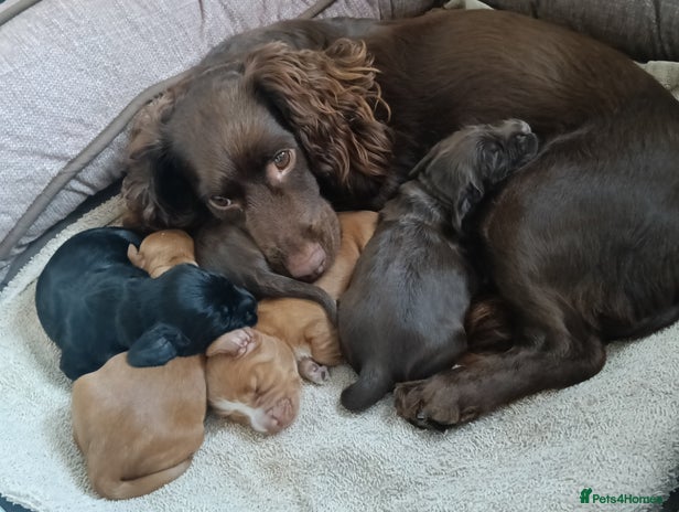Cocker Spaniel dogs 2 gorgeous pedigree girl pups - Advert 1