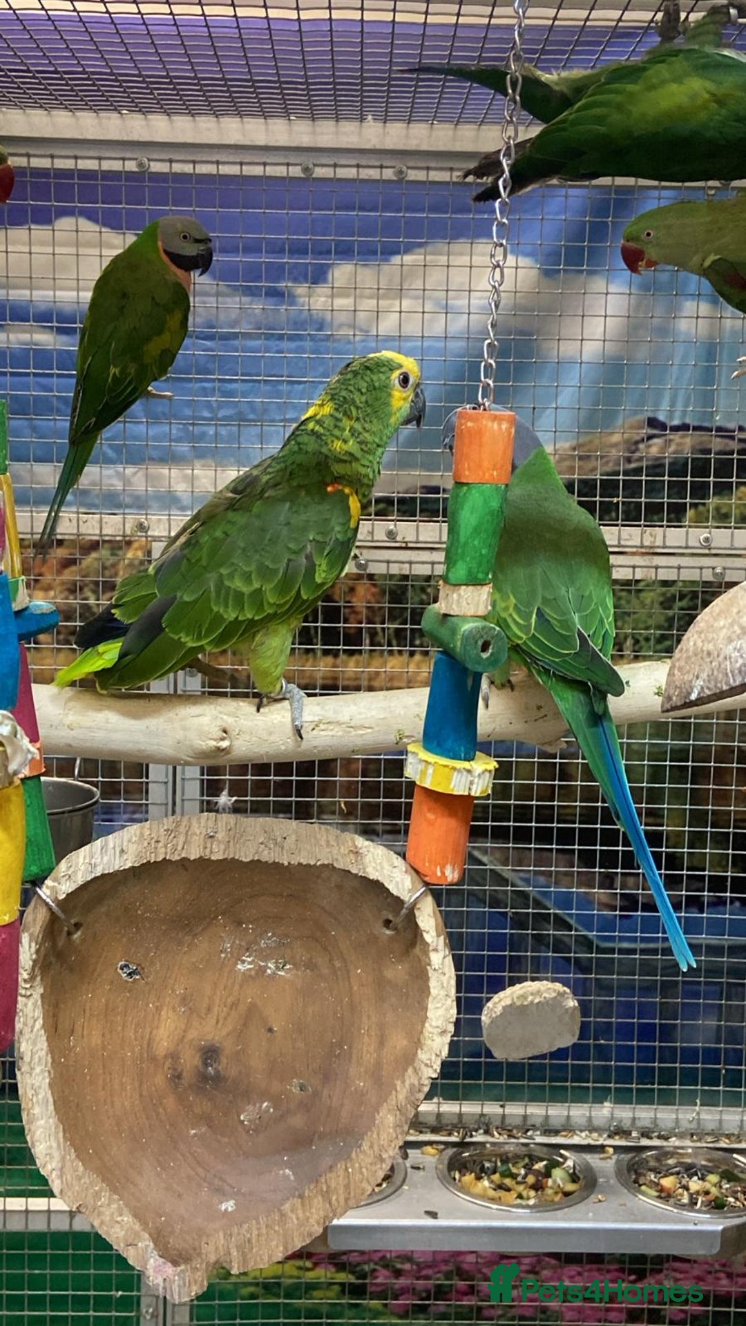 Parrots birds for sale: Stunning Birds/Parakeets/Parrots available  - Image 15