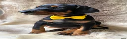 Dobermann dogs for sale: KC REGISTERED DOBERMAN PUPS - Advert 7