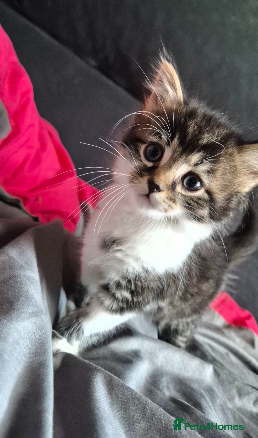 Mixed Breed cats Adorable Kittens for sale - Advert 1