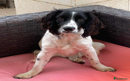 English Springer Spaniel dogs for adoption: Lazar - Very special spaniel seeks special home - Image 3