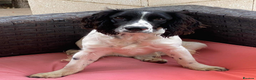 English Springer Spaniel dogs for adoption: Lazar - Very special spaniel seeks special home - Advert 3