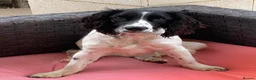 English Springer Spaniel dogs for adoption: Lazar - Very special spaniel seeks special home - Advert 3