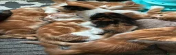 Mixed Breed cats for sale: Beautiful Litter of Mixed Breed Kittens - Advert 9