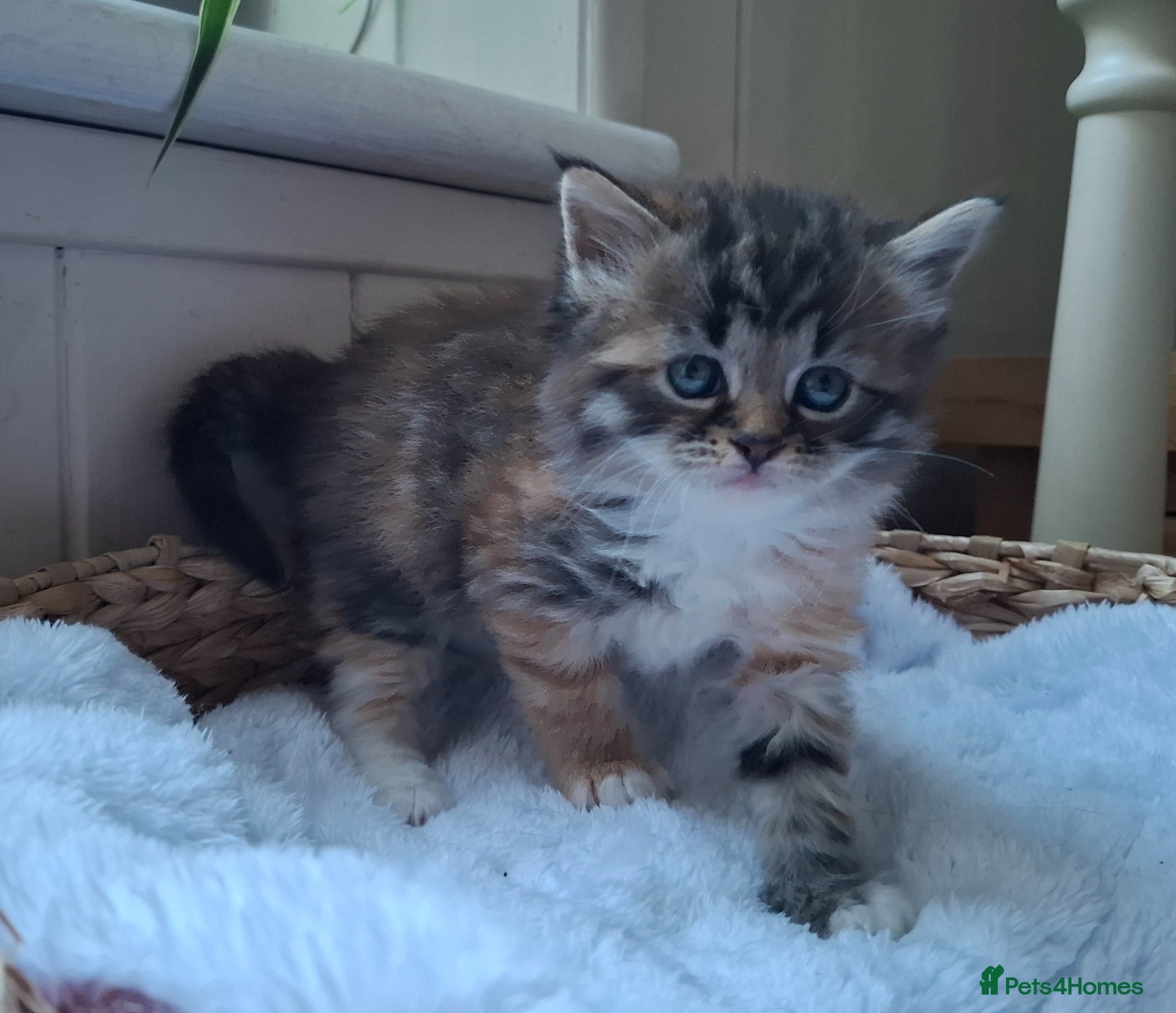 Mixed Breed cats 5 beautiful fluffy chunky main coon cross kittens - Advert 3