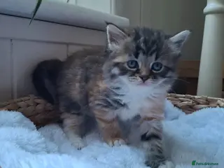 Mixed Breed cats 5 beautiful fluffy chunky main coon cross kittens - Advert 3