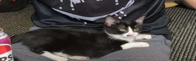 Domestic Shorthair 2