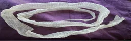 Corn Snake reptiles for sale: Stunning female corn snake, vivarium & accessories - Advert 10