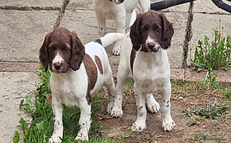 English Springer Spaniel dogs - Advert 10
