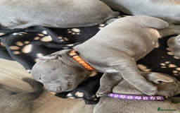 Staffordshire Bull Terrier dogs for sale: solid blues - Image 9