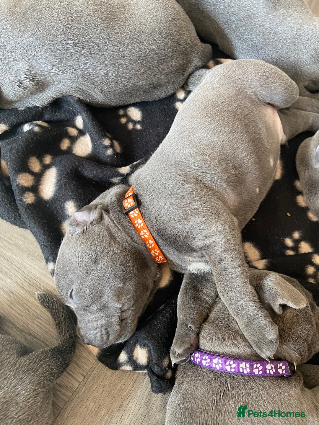 Staffordshire Bull Terrier dogs for sale: solid blues - Image 9