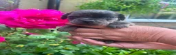 Mixed Breed dogs for sale: Pug X Dachund puppies - Advert 6