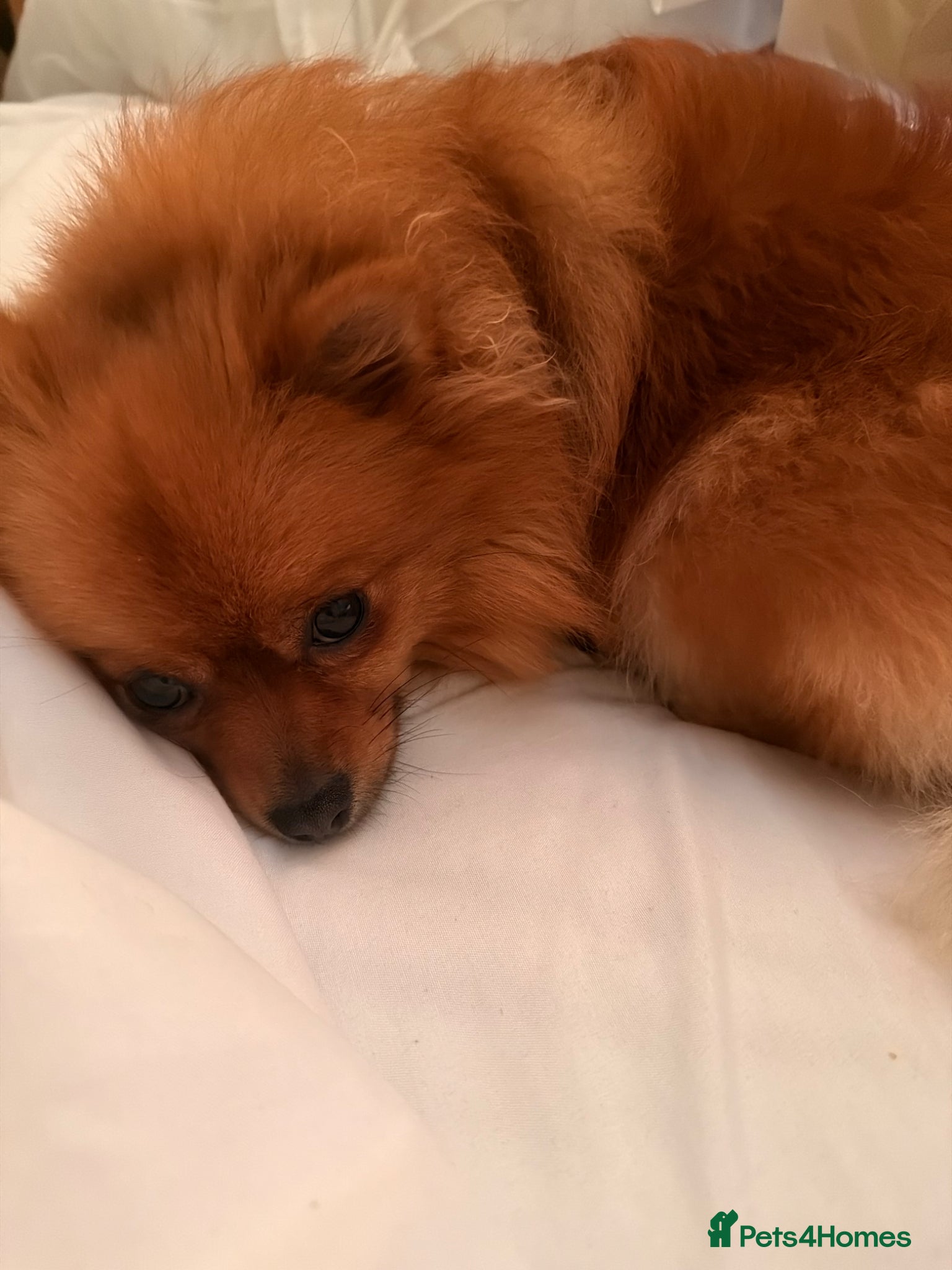 Pomeranian dogs for sale: Looking for her new family - Advert 9