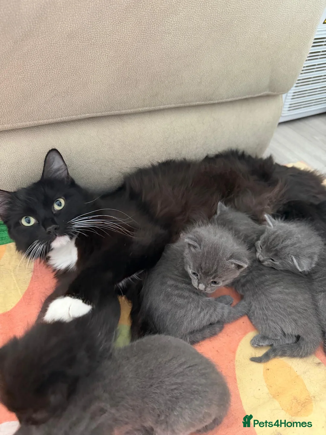 Mixed Breed cats for sale: Ragdoll/ British Shorthair kittens  - Advert 1