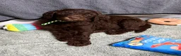 Goldendoodle dogs for sale: Standard F1bb Goldendoodles - three females only  in Ramsgate - Advert 4