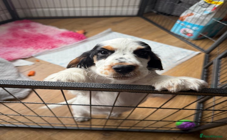 Cocker Spaniel dogs - Advert 2