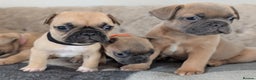 French Bulldog dogs for sale: French bulldog puppy's ready to go! - Advert 16