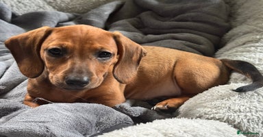 Dachshund dogs - Advert 13