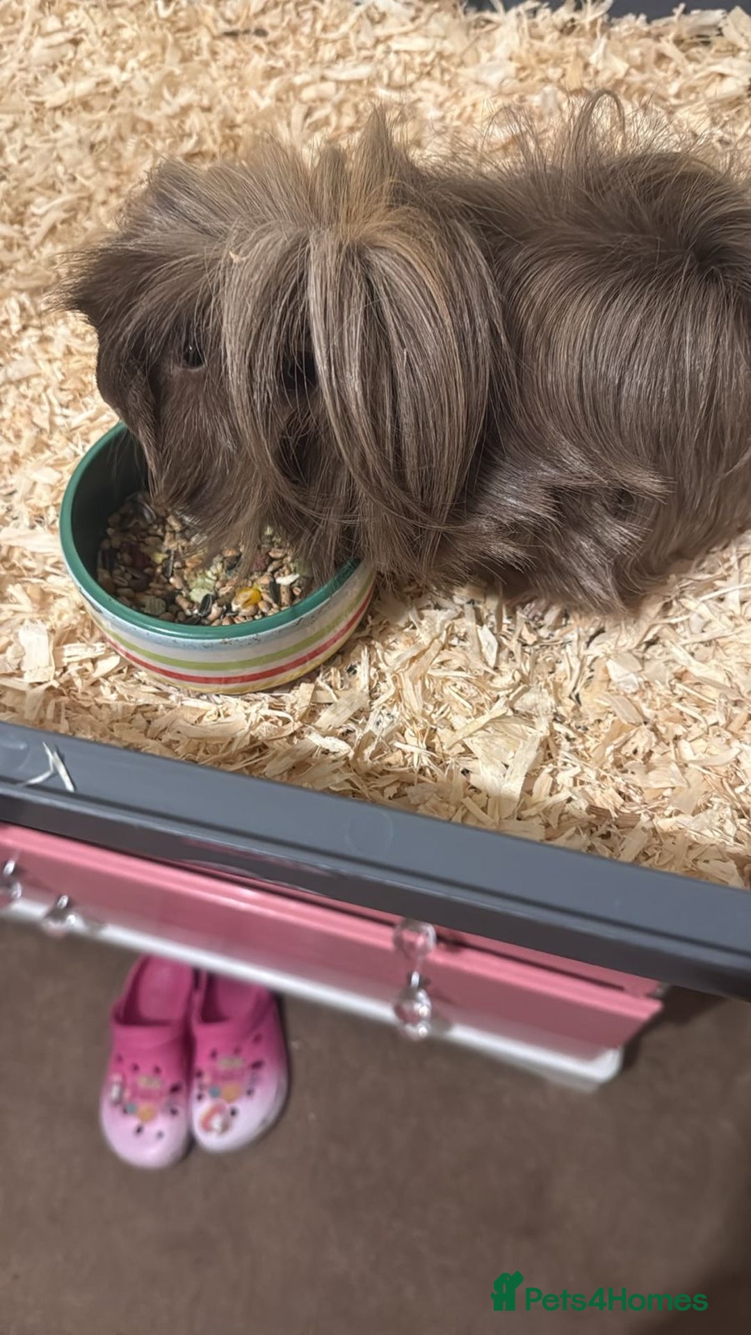 Guinea Pig rodents for sale: Rehome  - Advert 2