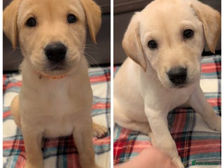 Labrador Retriever dogs Last 2 Beautiful Labrador puppys x1 girl, x1 boy - Advert 3