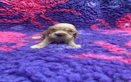Cocker Spaniel dogs for sale: KC Reg Show Type Golden Cocker Spaniel puppies - Image 13