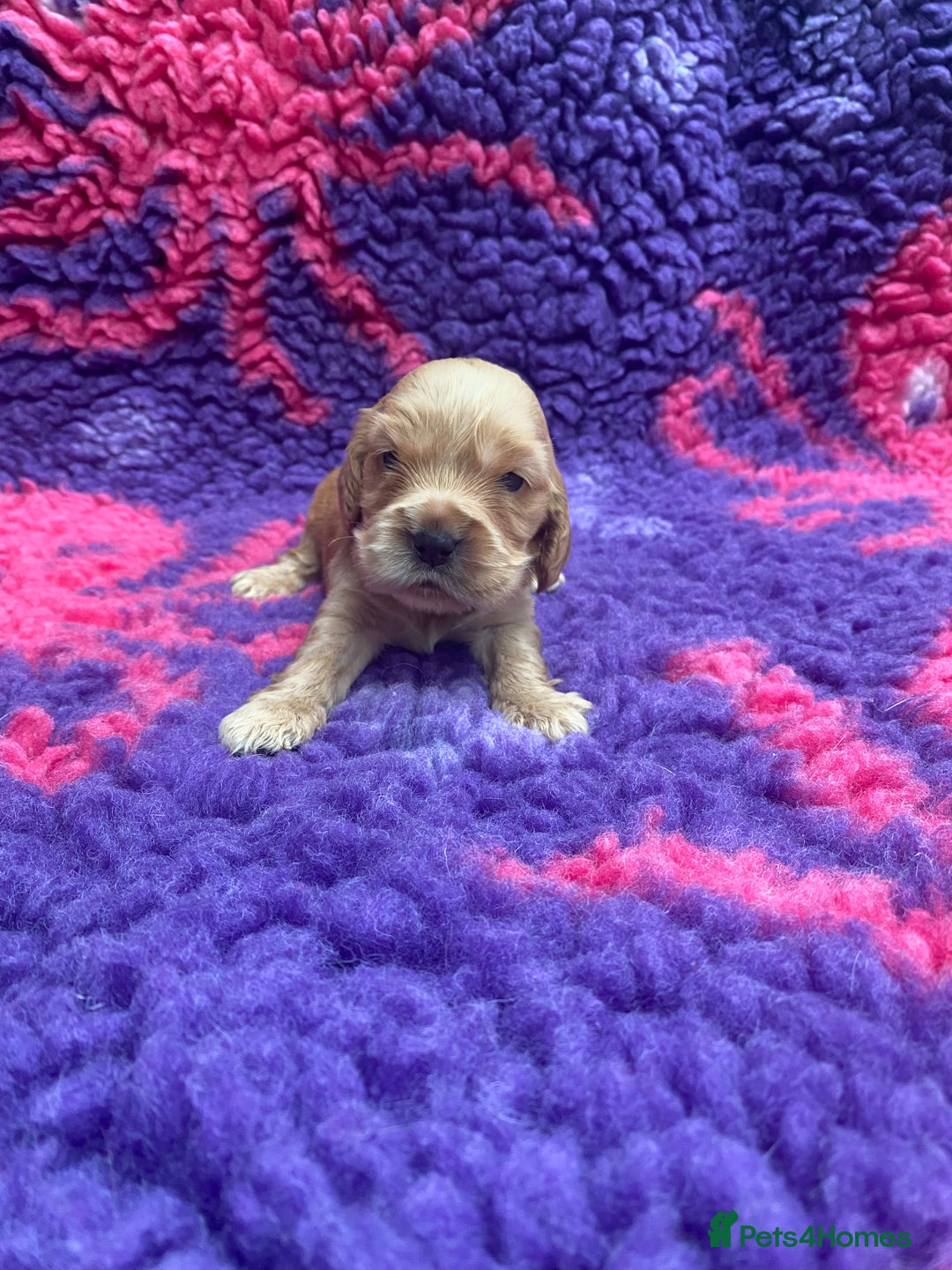 Cocker Spaniel dogs for sale: KC Reg Show Type Golden Cocker Spaniel puppies - Image 13