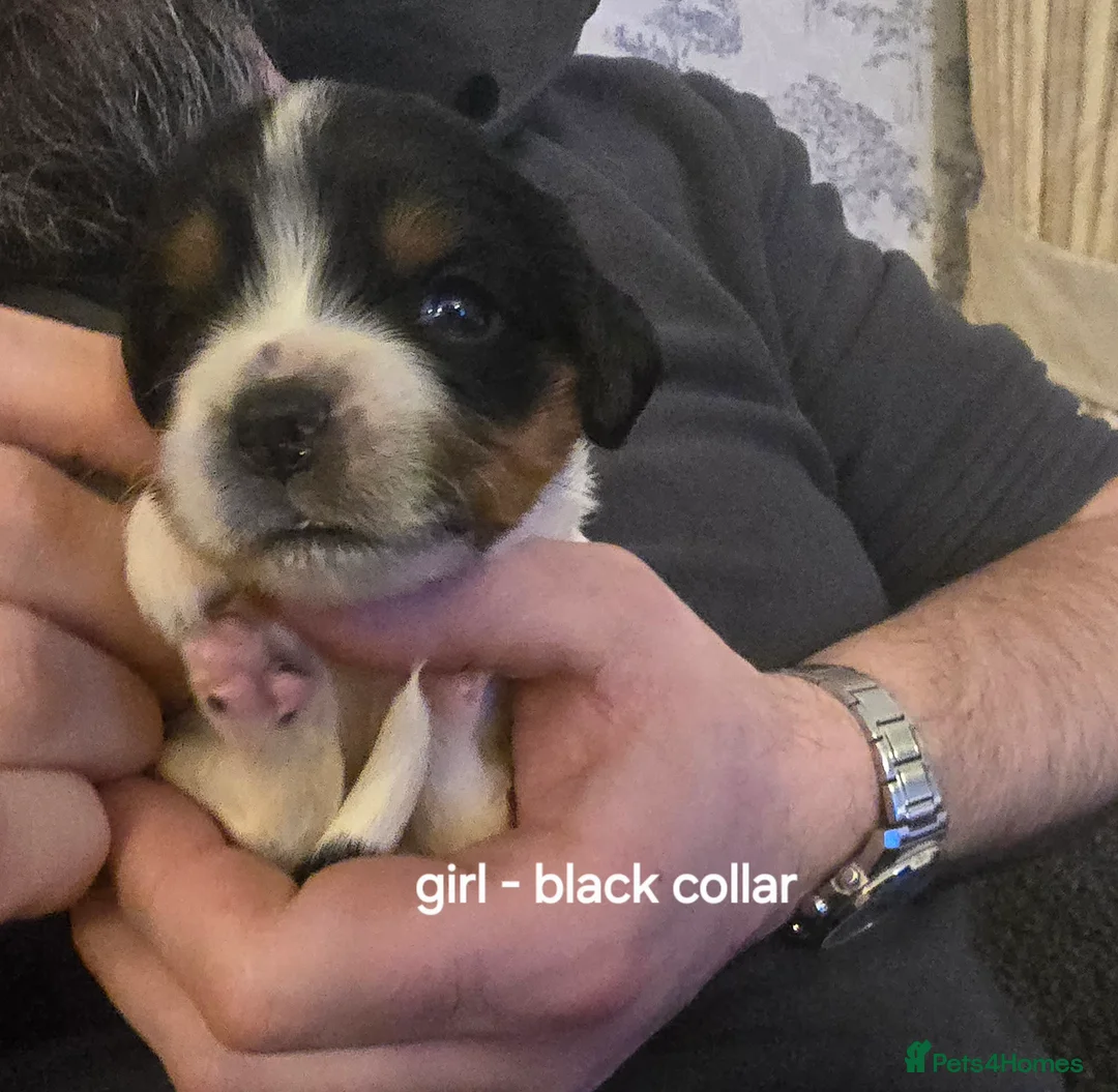 Sprocker dogs for sale: Sprocker spaniel pups - Advert 9