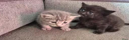 Mixed Breed cats for sale: Four Beautiful Kittens  - Advert 3