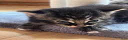 Mixed Breed cats for sale: Beautiful bengal x  - Advert 11