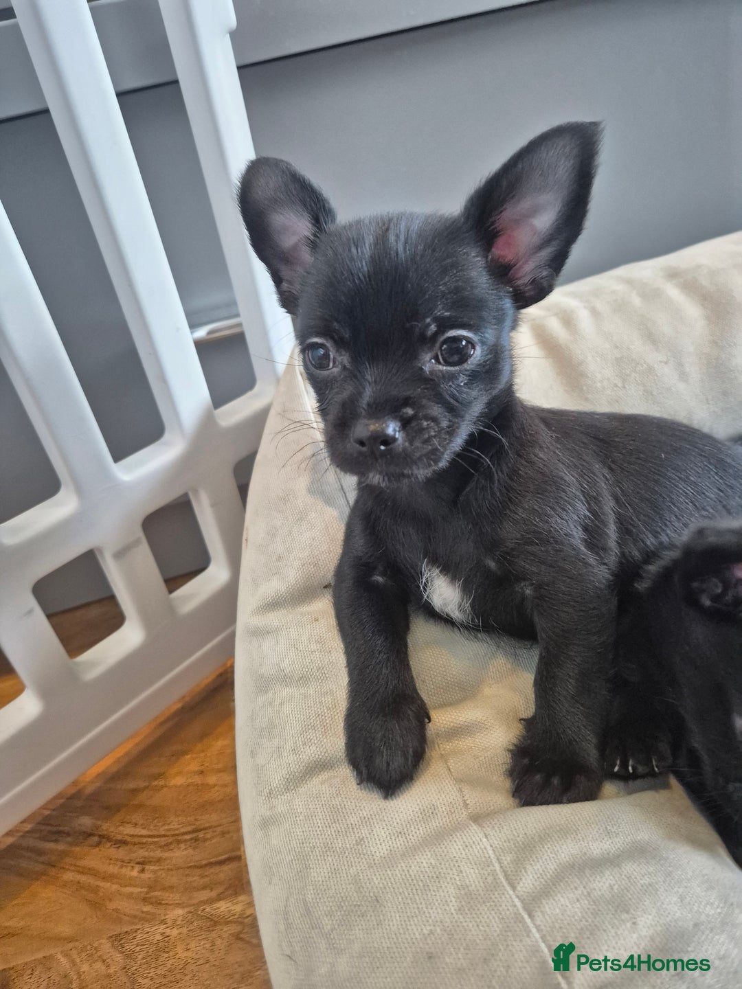 Chihuahua dogs for sale: 3 beautiful tiny pure breed chihuahua  - Advert 19