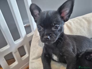 Chihuahua dogs 2 beautiful tiny pure breed chihuahua - Advert 16