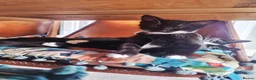 Mixed Breed cats for sale: Russian Blue mixed kittens - Advert 7