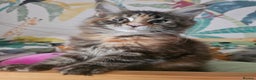 Maine Coon cats for sale: 3 female Maincoon kittens - ready to leave now - Advert 2