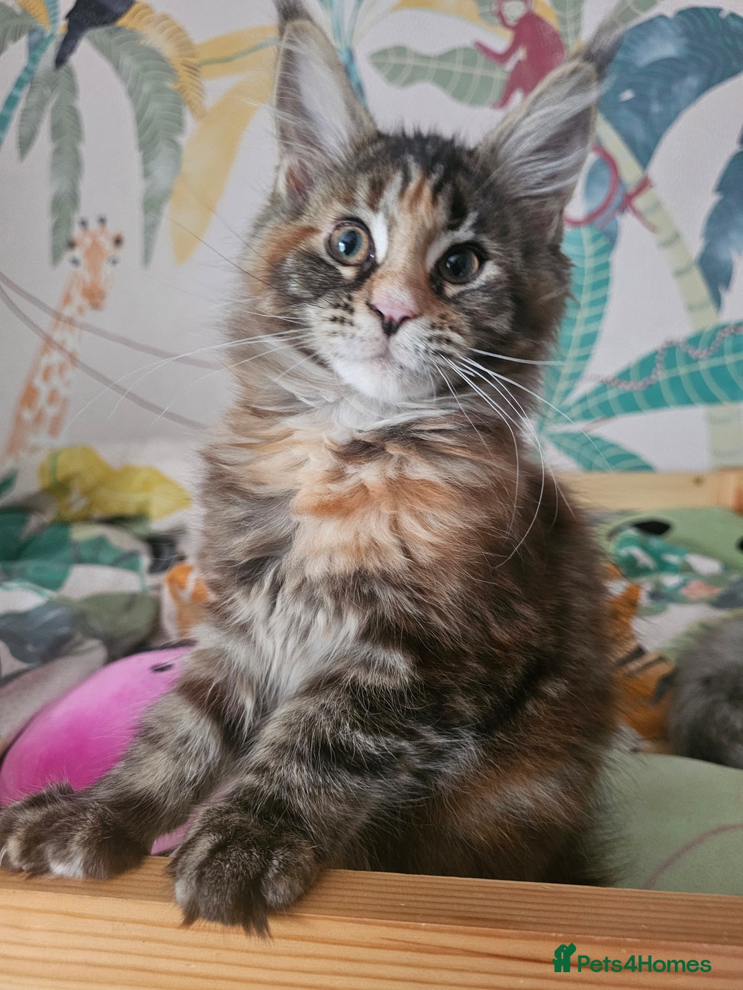 Maine Coon cats for sale: 3 female Maincoon kittens - ready to leave now - Advert 2