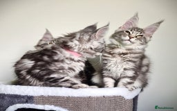 Maine Coon cats for sale: STUNNING XL PEDIGREE MAINE COON KITTENS  - Image 12