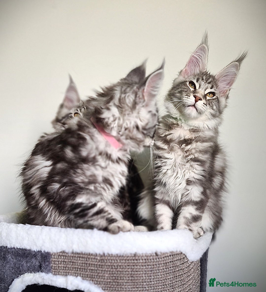 Maine Coon cats for sale: STUNNING XL PEDIGREE MAINE COON KITTENS  - Image 12