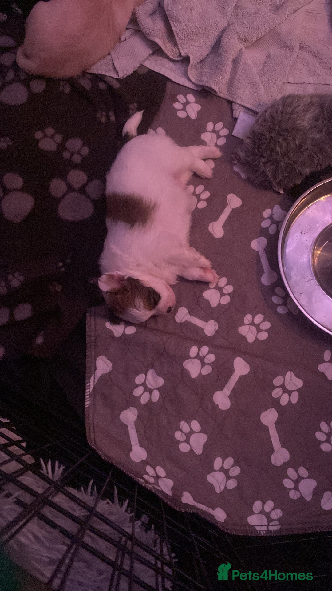 Mixed Breed dogs for sale: Lovely litter of fluffy pups  - Advert 10