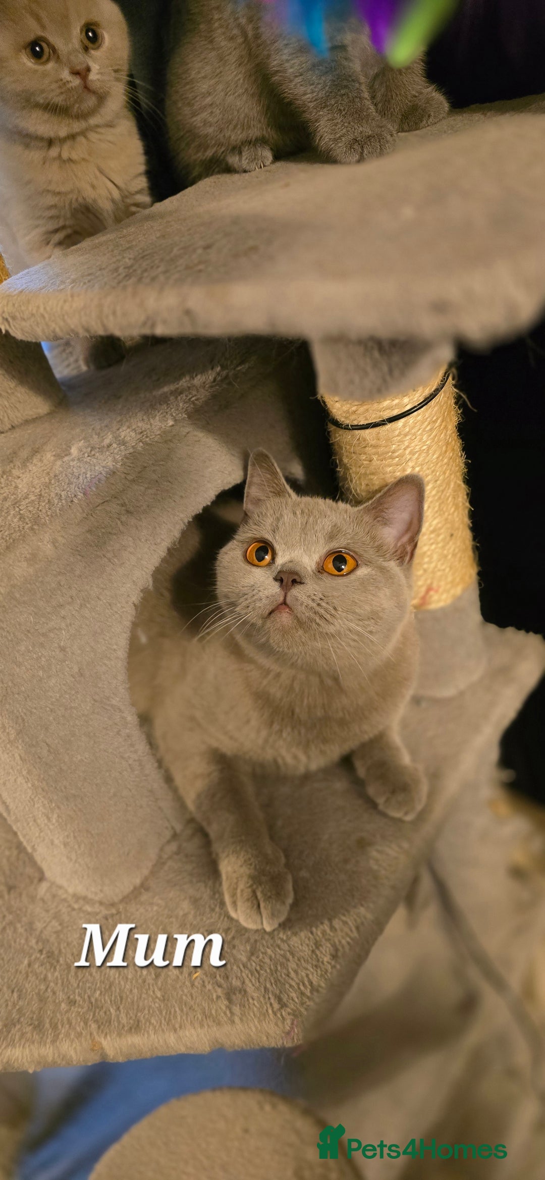 British Shorthair cats for sale: Gorgeous Britishshorthair kittens GCCF registered! - Advert 7