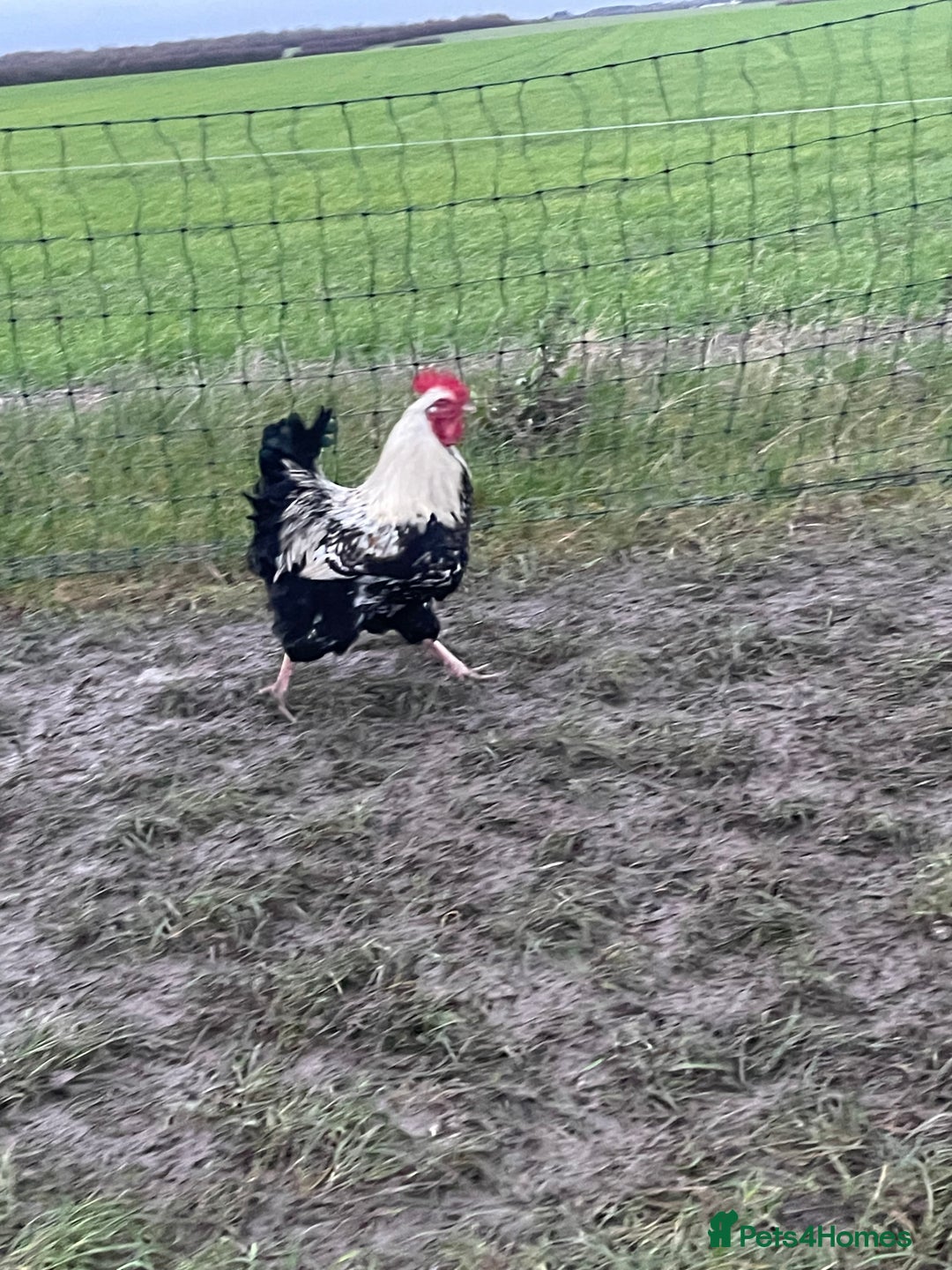 Chickens poultry for sale: Mixture of hens and cockerels - Advert 16