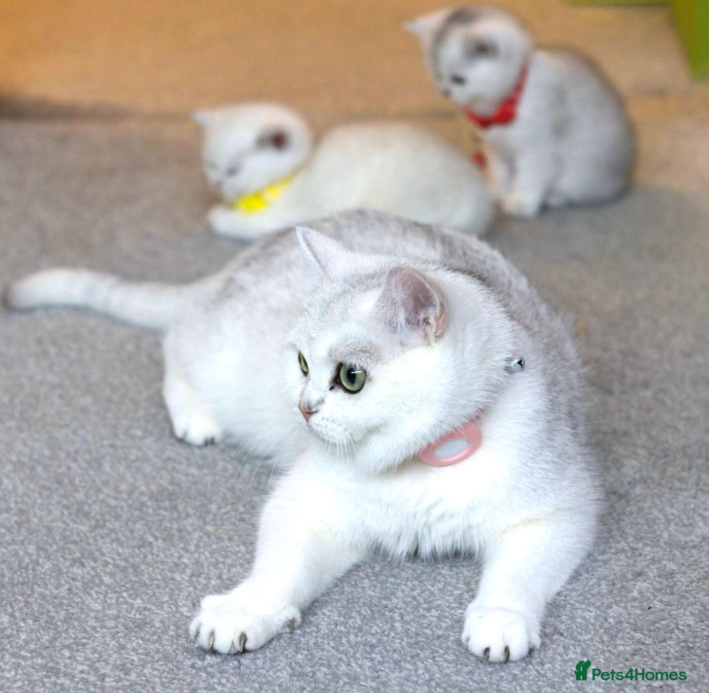 British Shorthair cats White British Shorthair Kittens – Rare Green Eyes - Advert 5