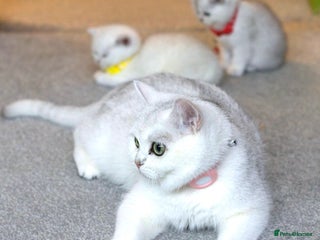 British Shorthair cats White British Shorthair Kittens – Rare Green Eyes - Advert 1
