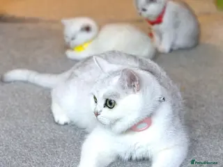 British Shorthair cats White British Shorthair Kittens – Rare Green Eyes - Advert 6