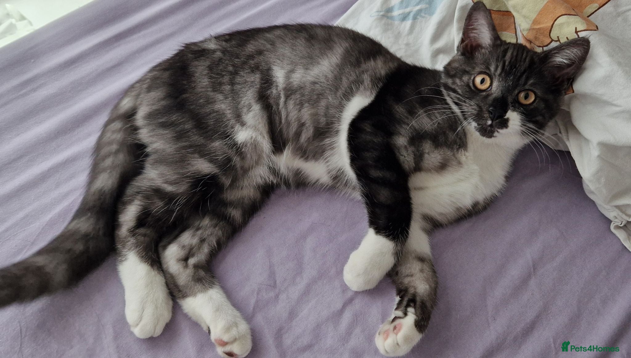 British Shorthair cats Boy kitten  - Advert 19