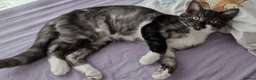 British Shorthair cats for sale: Boy kitten  - Advert 1
